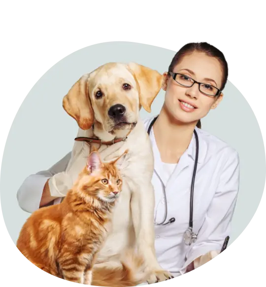 make-pet-happy-img make pet happy img