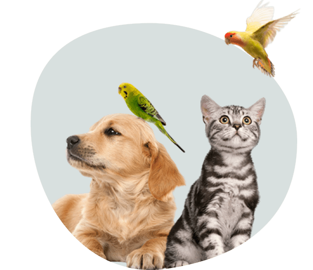 why-choose-pet-care why choose pet care